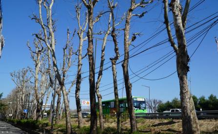  4월 지구의 달,  탄소중립은 말 뿐 ... 흉하게 잘려나간 나무들