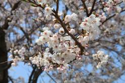 봄꽃보다 더 중요한 것…지속 가능한 축제 문화는 가능할까