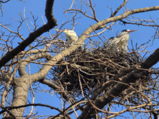 한강의 생태 환경 변화…서울시, 상시 모니터링 통해 야생조류 번식 등 확인