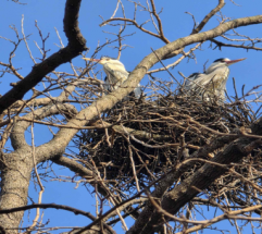 한강의 생태 환경 변화…서울시, 상시 모니터링 통해 야생조류 번식 등 확인