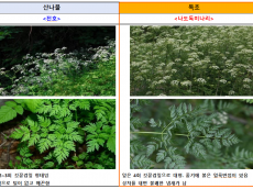 봄철, 독초를 산나물로 혼동하여 섭취하고 피해 사례 지속 발생