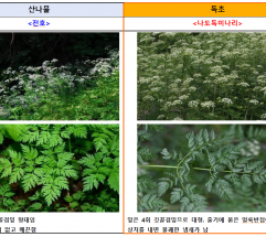 봄철, 독초를 산나물로 혼동하여 섭취하고 피해 사례 지속 발생