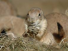 초원에도 사투리가? 사막의 강아지 프레리독의 소통법