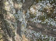 [포토] 벚꽃이 지나간 자리, 조팝이 이어받은 봄의 주인공