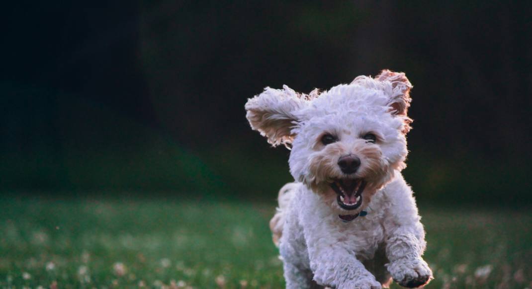 반려견 산책 1,500만 시대! 흔적 없는 산책은 가능할까?