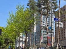 [환경 톡톡] 1년 중 대기 중 이산화탄소가 가장 높은 5월 ... 지방자치단체의 무분별한 나무 가지치기가 시민들 건강과 탄소중립 실천을 방해