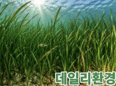 [기획 리포트] 하얗게 죽어가는 바다, ‘K-해양기술’로 되살린다