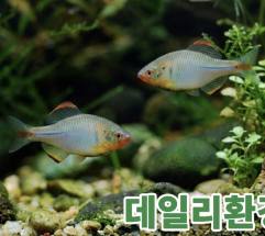 요즘 뜨고 있는 ‘K-관상어’ 반려문화로 세계 시장 정조준