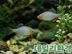 요즘 뜨고 있는 ‘K-관상어’ 반려문화로 세계 시장 정조준