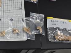 사라진 독도강치, 100년의 침묵을 깨고 돌아오다…디지털 기술로 골격 복원