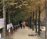 [자연과 사람] 숲길은 몇 분을 걸어야 건강에 좋을까…나이에 따라 달라지는 초록빛 산책의 시간