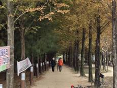 [자연과 사람] 숲길은 몇 분을 걸어야 건강에 좋을까…나이에 따라 달라지는 초록빛 산책의 시간