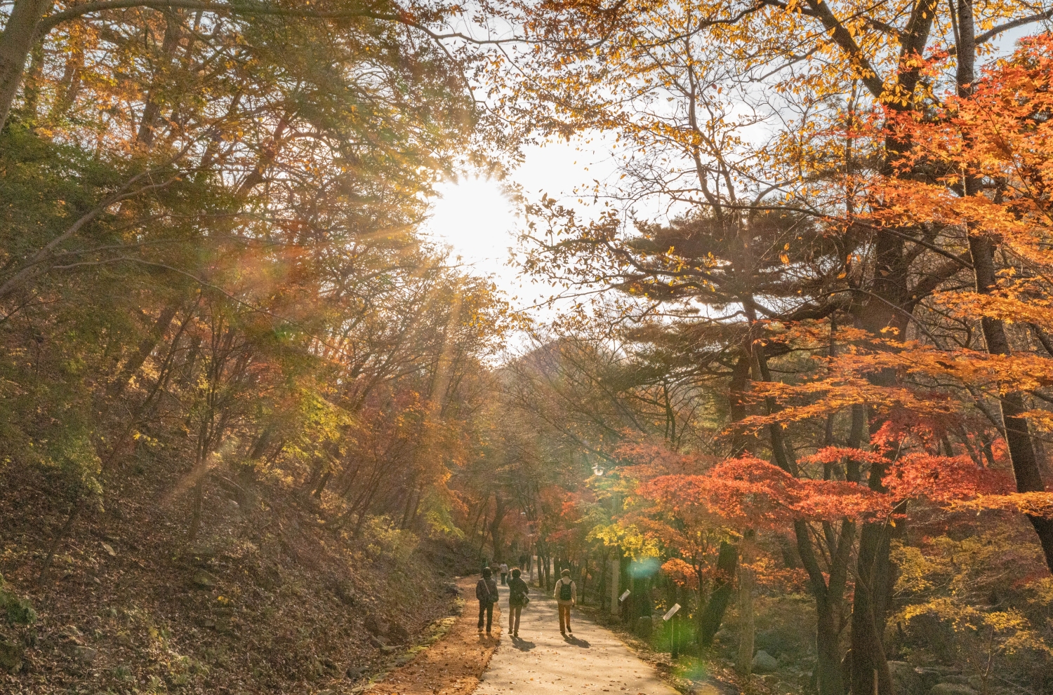 성주산자연휴양림의 단풍 든 숲길을 걷는 방문객들. 제공 자료사진. (사진제공=보령시)