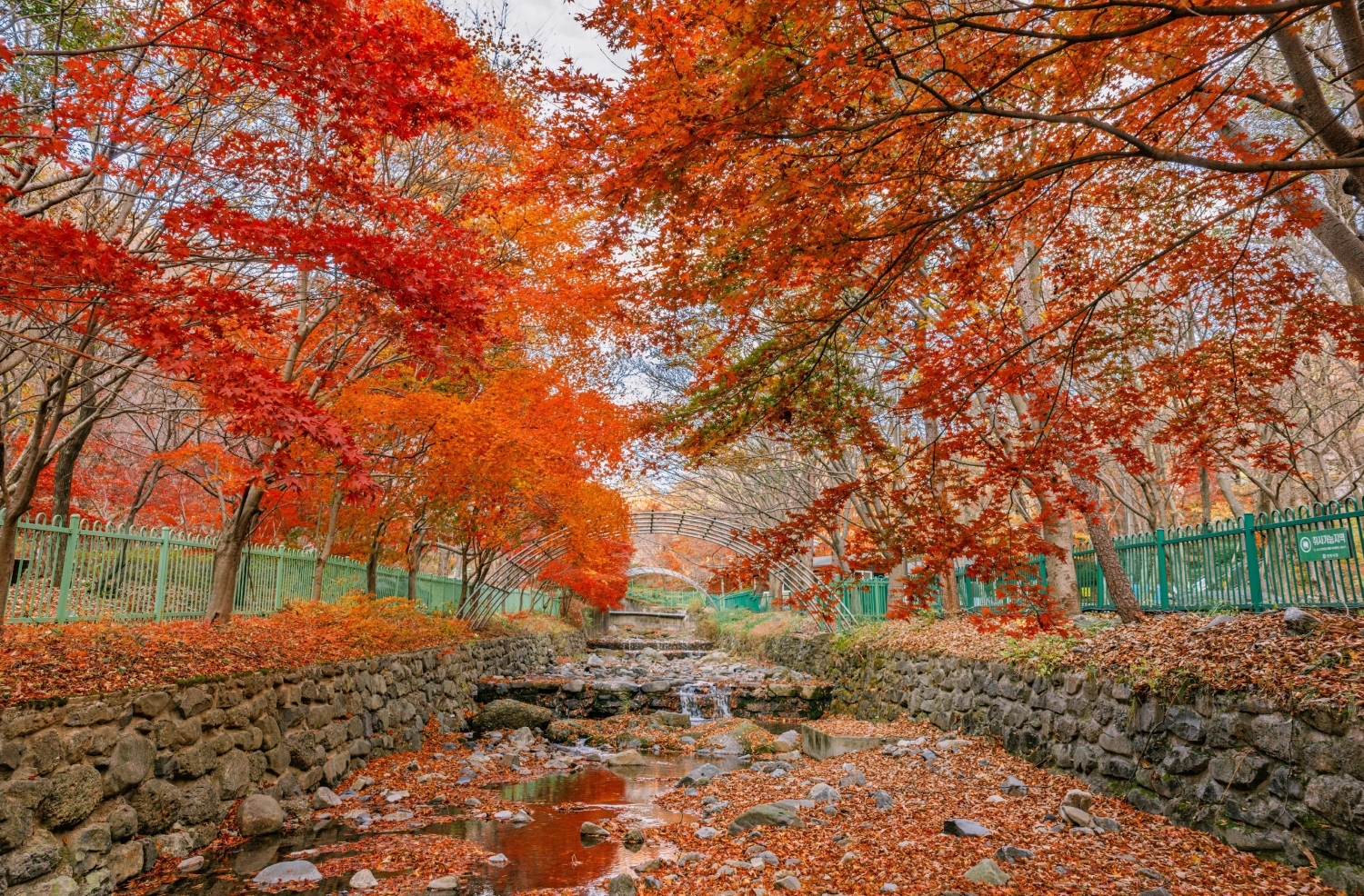 성주산자연휴양림 계곡 주변 나무들이 붉은 단풍으로 물든 모습. 제공 자료사진. (사진제공=보령시)